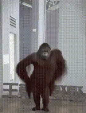 Orangutan Monkey GIF