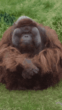Orangutan Rizz GIF
