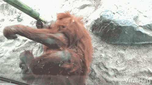 Orangutan Rolling GIF