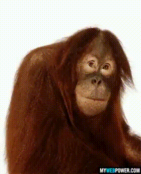 Orangutan Silly GIF