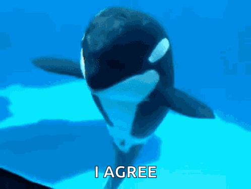 Orca Dancing GIF