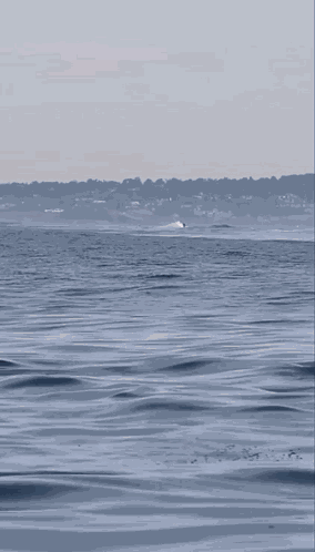 Orca Killer Whale GIF