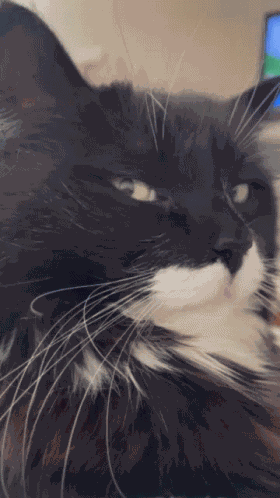 Oreo Unimpressed GIF