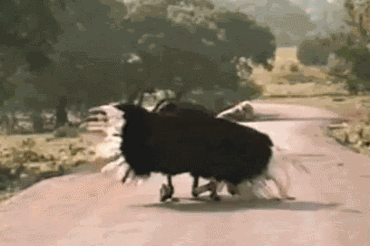 Ostrich Bird GIF