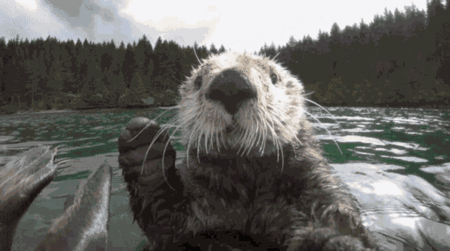 Otter Boop GIF