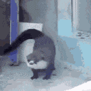 Otter GIF