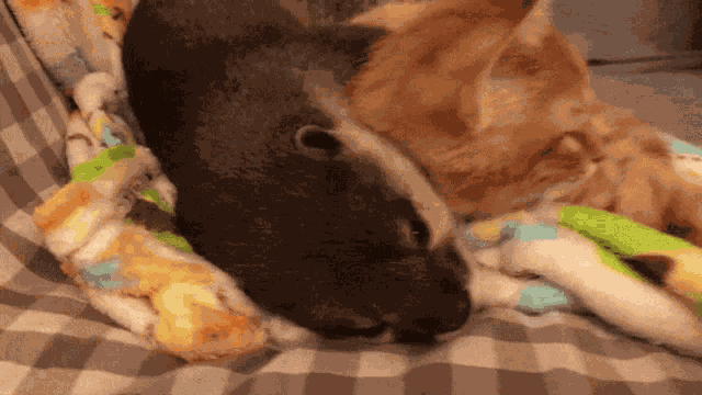 Otter Cat GIF
