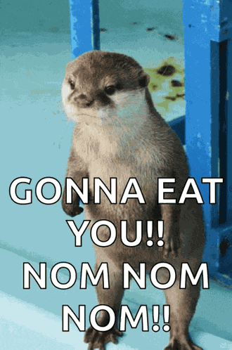 Otter Cute GIF