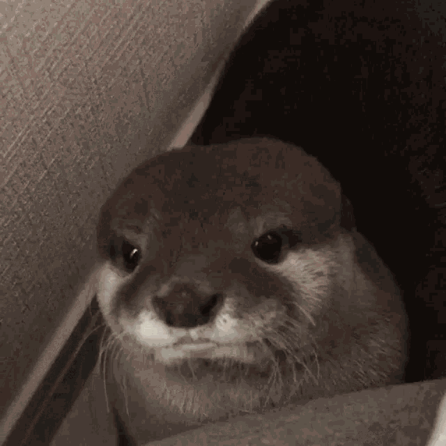 Otter Cute GIF