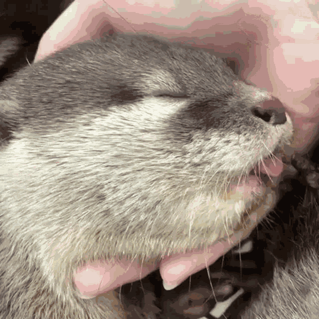 Otter GIF