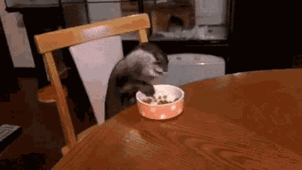 Otter Eating GIF