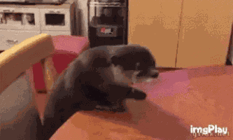 Otter Excuse Me GIF