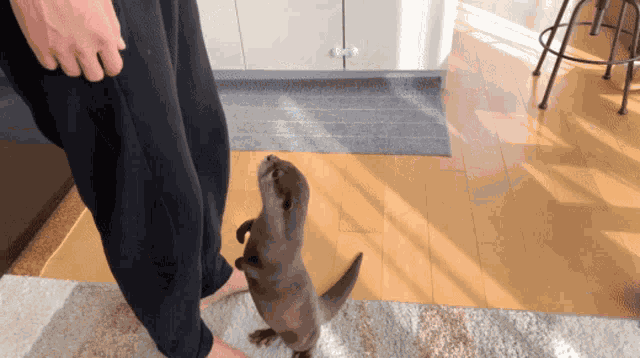 Otter High Five GIF