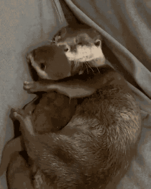 Otter Hug GIF