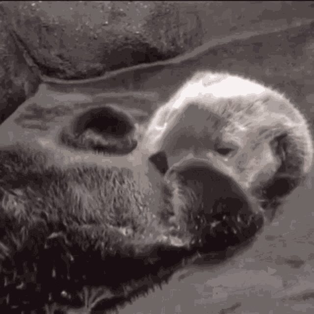 Otter Katmai GIF