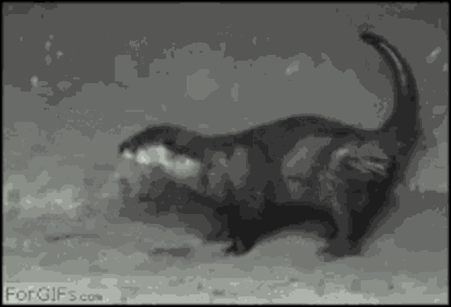 Otter Kick GIF