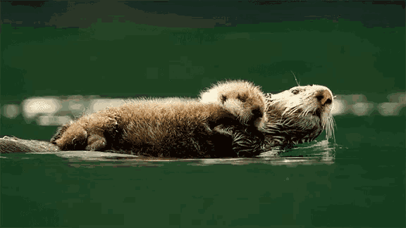 Otter Love GIF