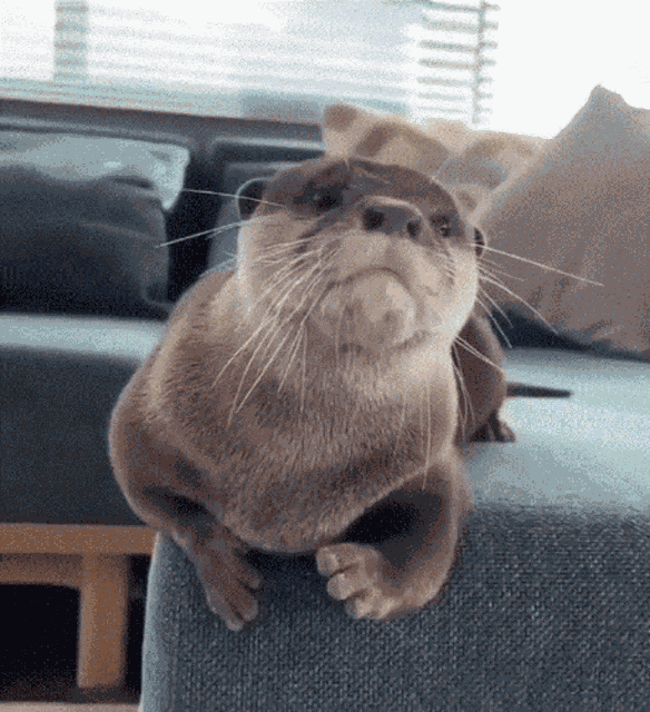 Otter Nutr GIF