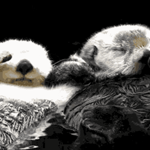 Otter GIF
