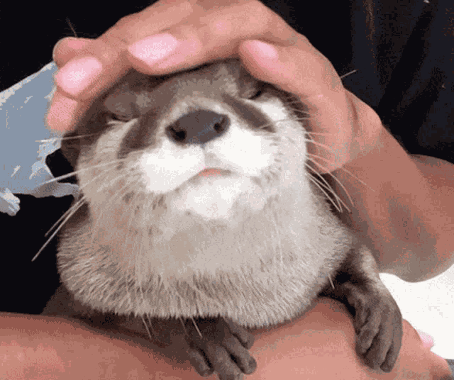 Otter Otter Aty GIF
