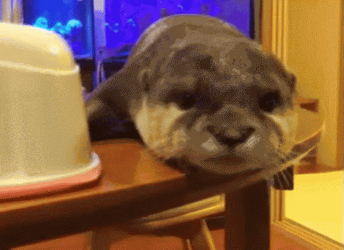 Otter Otterly GIF