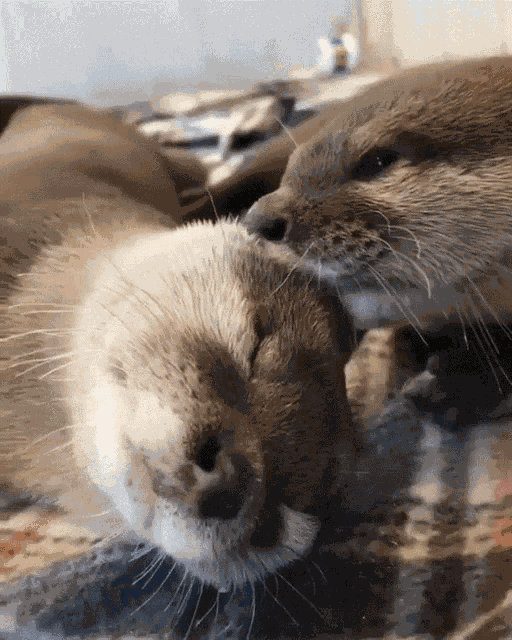 Otter Otters GIF