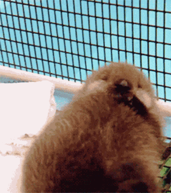 Otter Pup Sleep GIF