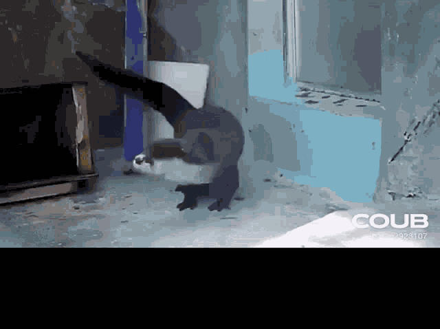 Otter GIF