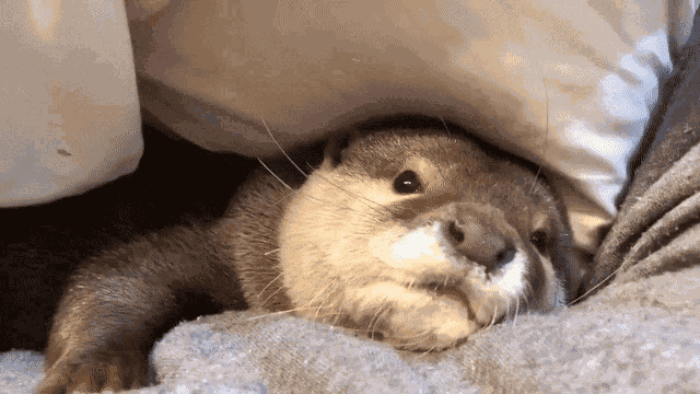 Otter Sleeping GIF
