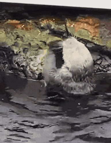 Otter Smashing Phone GIF