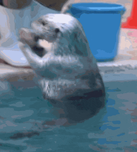 Otter Stim GIF