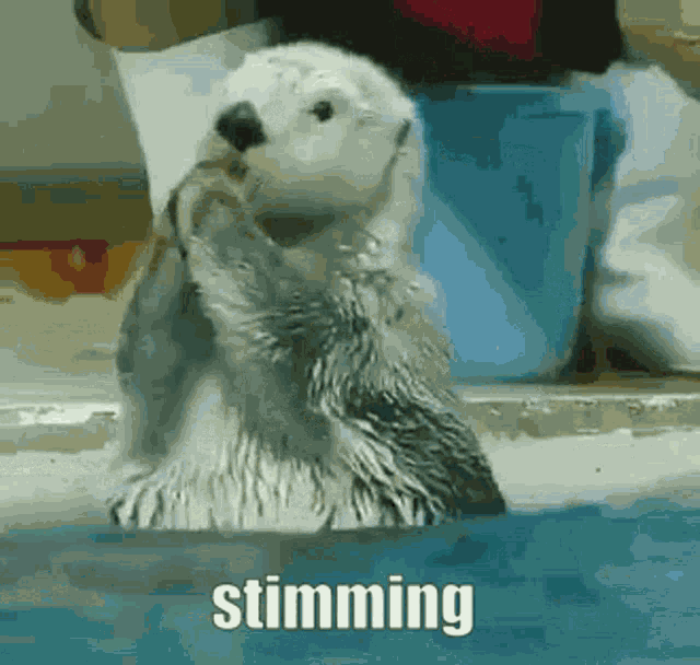 Otter Stimming GIF