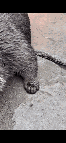 Otter Tap Tap GIF