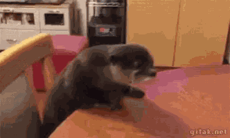 Otter What Did You Call Me GIF