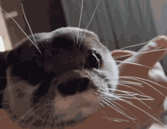Otter Yawn GIF