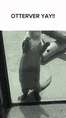 Otterver Yay GIF