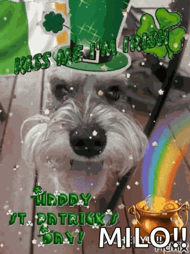Otto Otto Dog GIF