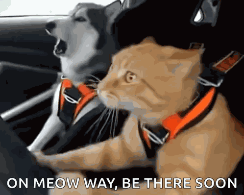 Otw Omw GIF