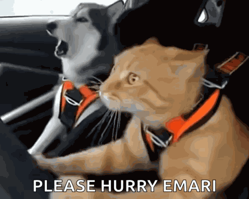 Otw Omw GIF