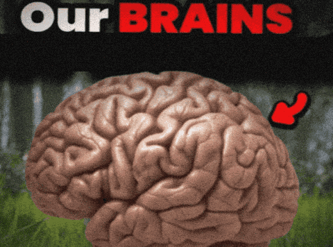 Our Brains Are Shrinking GIF