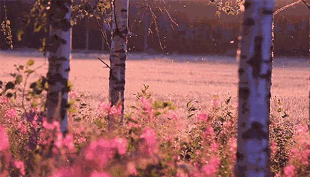 Our Earth Nature GIF