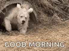 Ours Sleep GIF