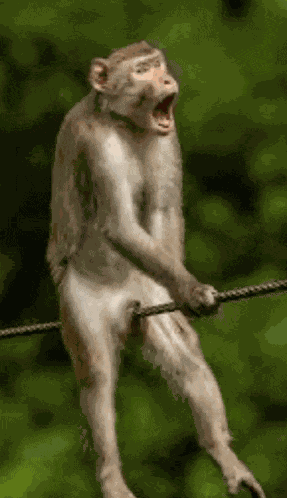 Owch Monkey Meme