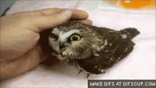 Owl Baby Cuddle GIF