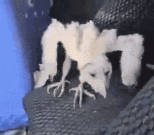 Owl Barn Owl GIF