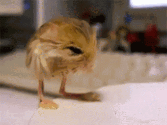 Owl Birds GIF
