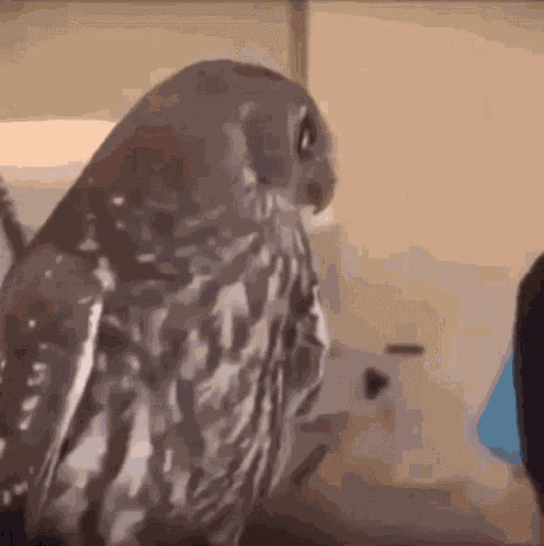 Owl Fact GIF