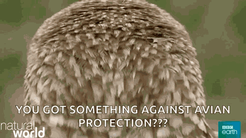 Owl Head Turn GIF