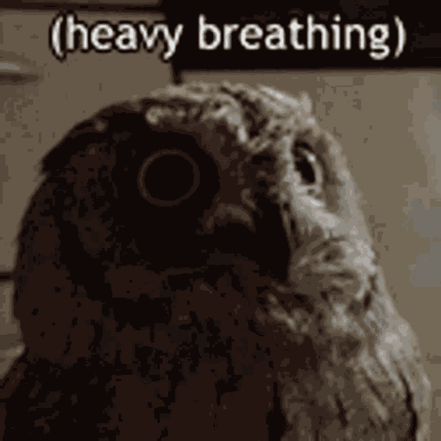 Owl Heavy GIF