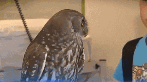 Owl GIF